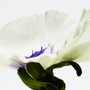 Loewe Aire Anthesis Eau de Parfum 100 ml