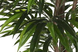 DKD Home Decor Planta Verde Ficus 100x180x100 cm (2 Unidades)