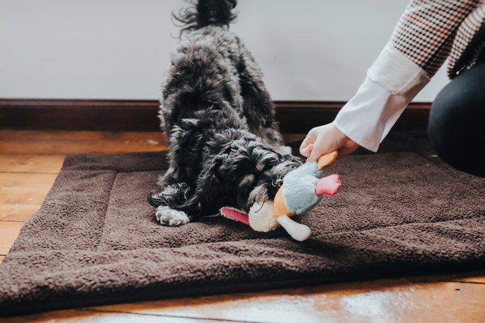 Peluche para perros Hunter Multicolor Conejo