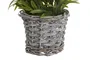 DKD Home Decor Planta de Lavanda con Pie de Madera Surtida