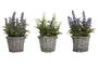 DKD Home Decor Planta de Lavanda con Pie de Madera Surtida