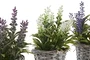 DKD Home Decor Planta de Lavanda con Pie de Madera Surtida