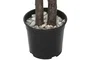 DKD Home Decor Árbol de Eucalipto Verde en Poliéster y Madera