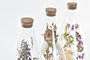 DKD Home Decor Decoración de Cristal con Flor Seca Multicolor