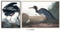 DKD Home Decor Cuadro de Garza en Lienzo Enmarcado Pack de 2