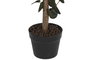 DKD Home Decor Planta Eucalipto Verde 60x60x122 cm
