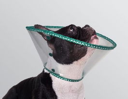 B. Braun Collar Isabelino Ecoprotec Bulldog 30 Marino 1Ud para Perros