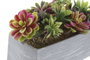 DKD Home Decor Planta Gris Marron 11 x 14.5 x 23.5 cm (4 Unidades)