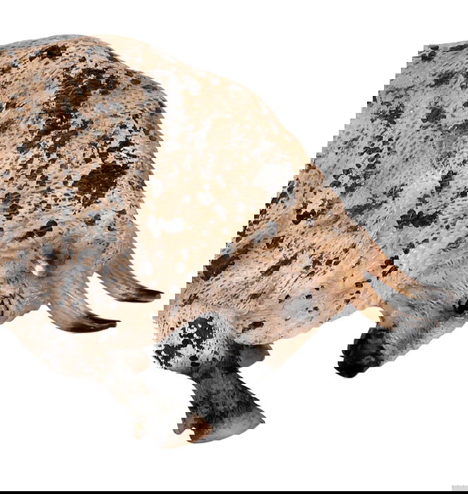 Deqube Toro Bravo Ensabanado Embistiendo Figura Réplica Animal Pintada a Mano Coleccionable +3 Años