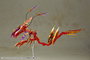 Frame Arms Girl Maqueta Plastic Model Kit Hresvelgr = Rufus (Agito) 15 cm
