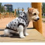 Nayeco Sudadera con Capucha Estrellas Marrón 45cm