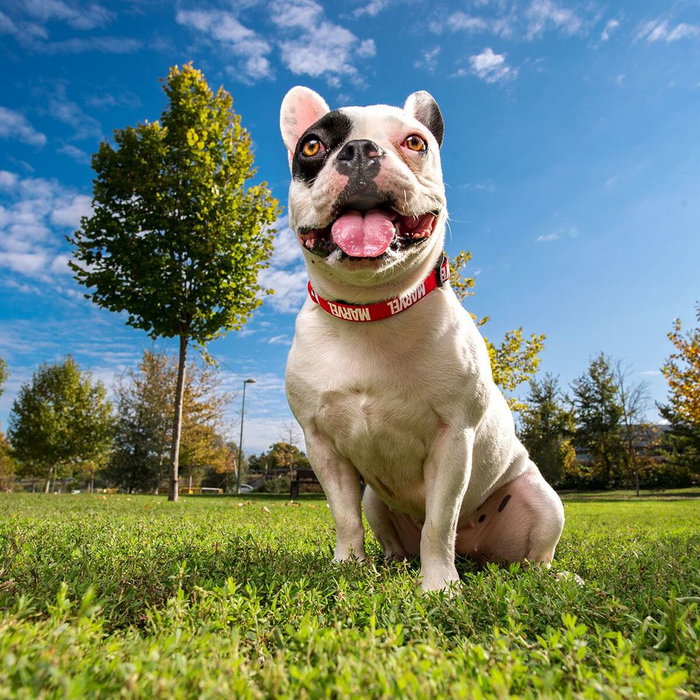 Cerdá Collar Premium Para Perros Marvel Talla M/L Rojo