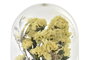 DKD Home Decor Decoración Flor Seca Cristal 8x8x13 Surtido de 2