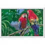 Ravensburger Kit de Pintura por Números Loros 25854 (31 x 21 cm) para Niños a partir de 7 Años