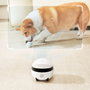 Enabot ROLA Mini Pet Companion Cámara y Robot Interactivo