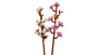 Lego 40725 Flores Cerezo Botanical Collection 438 Piezas