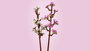 Lego 40725 Flores Cerezo Botanical Collection 438 Piezas