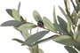 DKD Home Decor Árbol de Olivo Verde y Blanco 60x60x150 cm
