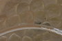 DKD Home Decor Decoración de Pared de Metal Flor Decape 137x11x56,5 cm