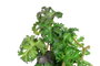 DKD Home Decor Planta Terracota PVC Mujer Blanco y Verde