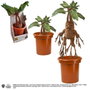 Harry Potter Peluche interactivo Mandrake 30 cm