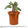 Harry Potter Peluche interactivo Mandrake 30 cm