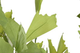 DKD Home Decor Planta Verde 90 x 70 x 250 cm (2 Unidades)