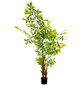 DKD Home Decor Planta Caryota ochlandra Verde 90x70x250 cm