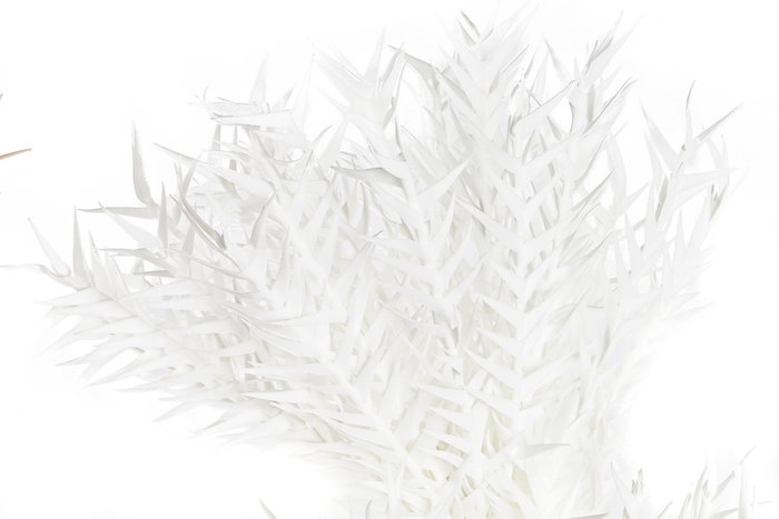 DKD Home Decor Rama Blanca Coral 23 x 103 x 23 cm (6 Unidades) EVA PE