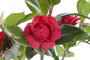 DKD Home Decor Rosal Rojo de PVC y EVA (23x18x37 cm)