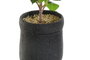 DKD Home Decor Rosal Rojo de PVC y EVA (23x18x37 cm)