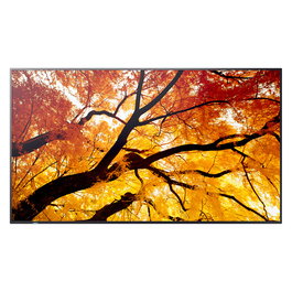 NEC MultiSync M862 Pantalla Digital Signage 86 Pulgadas / 217 cm 4K UHD 3840x2160 IPS HDR 60Hz 24/7 con HDMI, DisplayPort, USB-C, Altavoces y Montaje VESA