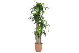 DKD Home Decor Planta Tropical Verde Marron 80 x 180 x 80 cm (2 Unidades)