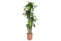 DKD Home Decor Planta Tropical Verde Marron 80 x 180 x 80 cm (2 Unidades)
