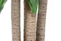 DKD Home Decor Planta Tropical Verde Marron 80 x 180 x 80 cm (2 Unidades)
