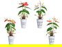 Ibergarden Planta Lirio Bote Metal Surtidos 15 cm x 12 cm x 34 cm (Set de 12)