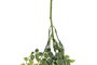DKD Home Decor Planta Colgante Verde de PE y Hierro