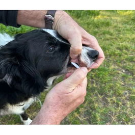 Doleonat 21 Antiparasitario para Perros y Gatos >20 kg 15 mL