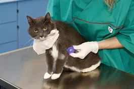 Kruuse Torniquete con Botón de Liberación y Banda de Goma, Cierre Rápido, 5 Unidades