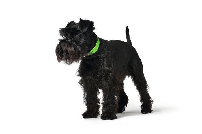 Hunter Collar Convenience 35/XS-S Verde Manzana para Cuello 23-31 cm