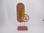 DKD Home Decor Decoración MDF Rosa 20x10x50 cm