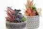 DKD Home Decor Planta Resina Cactus Surtido de 2 Unidades