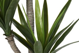 DKD Home Decor Planta de Yuca Verde PE 50x50x150 cm (Pack de 2)