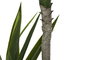 DKD Home Decor Planta de Yuca Verde PE 50x50x150 cm (Pack de 2)