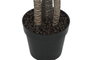 DKD Home Decor Planta de Yuca Verde PE 50x50x150 cm (Pack de 2)