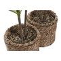 DKD Home Decor Set de 2 Plantas de Fibra y PE Verde 30x30x75 cm
