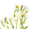 DKD Home Decor Flor Blanco Amarillo 15 x 57 x 15 cm (48 Unidades)