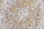 DKD Home Decor Cuadro Lienzo MDF Flores Surtido de 2 Unidades