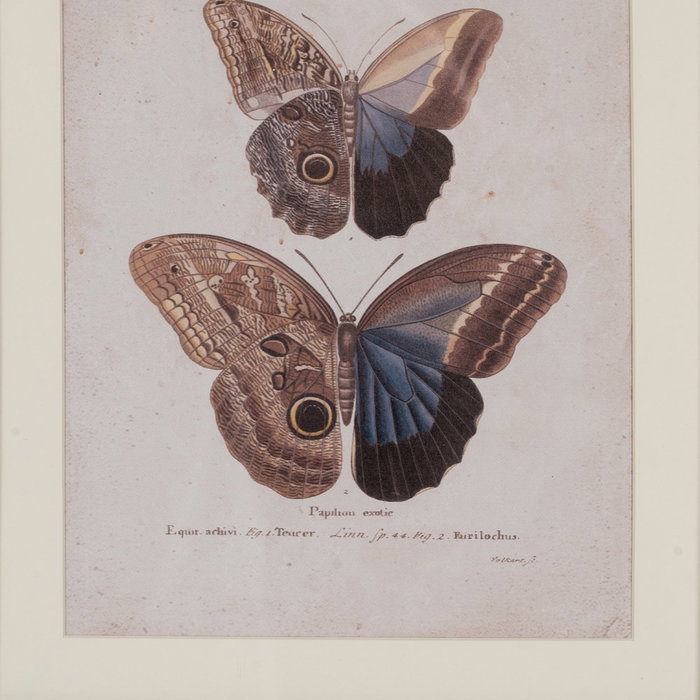 Cuadro Impresión Mariposas 4/M 31 X 1,80 X 39 cm (Set de 4)