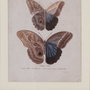 Cuadro Impresión Mariposas 4/M 31 X 1,80 X 39 cm (Set de 4)